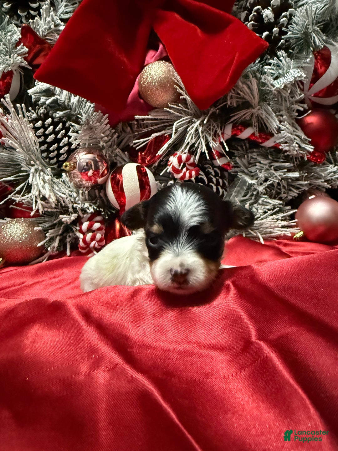 Yorkshire Terrier dogs for sale: Alfredo - Ad 3