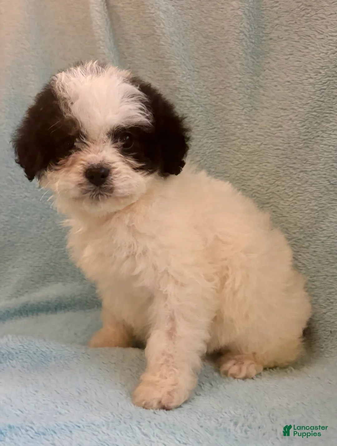 Cavapoo dogs for sale: Cavapoo Puppy 2 - Ad 2