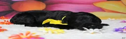 Bernedoodle dogs for sale: Onyx  - Ad 3