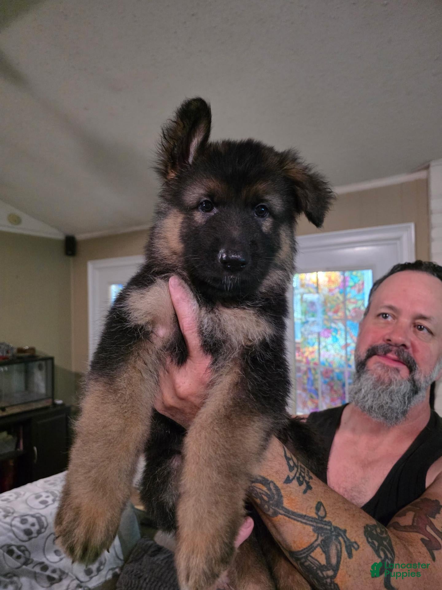 German Shepherd dogs for sale: German Shepherd 4 - Ad 1
