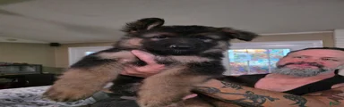 German Shepherd 4