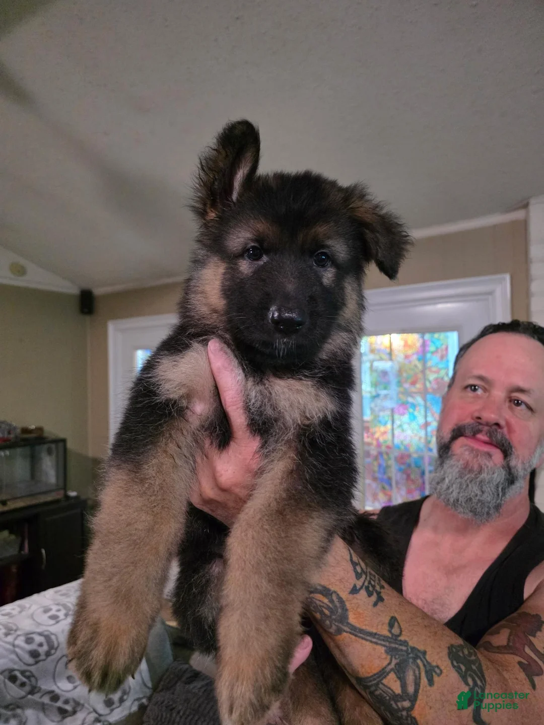 German Shepherd dogs for sale: German Shepherd 4 - Ad 1