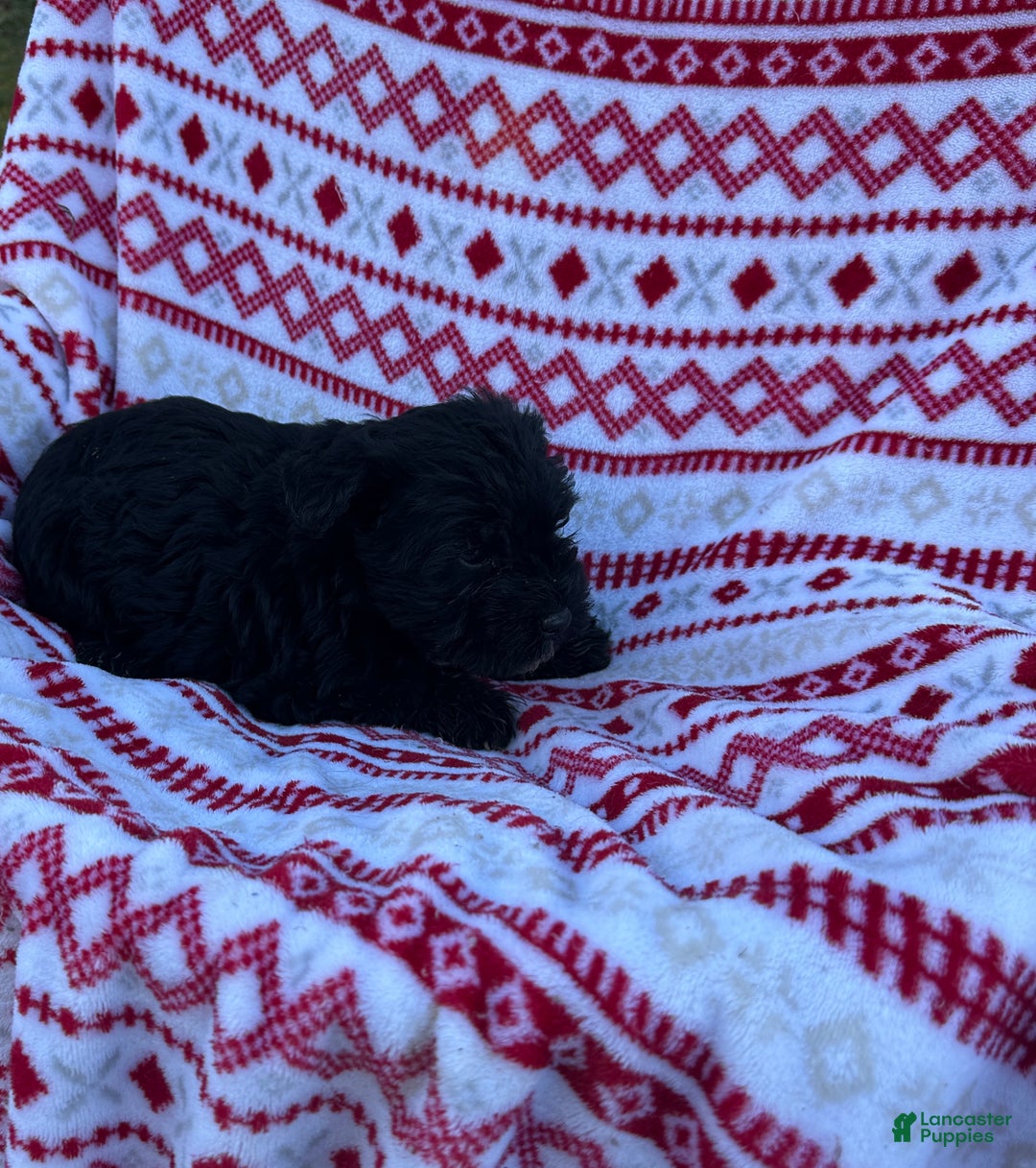 Miniature Schnauzer dogs for sale: Miniature Schnauzer Puppy 1- Rocky - Ad 6
