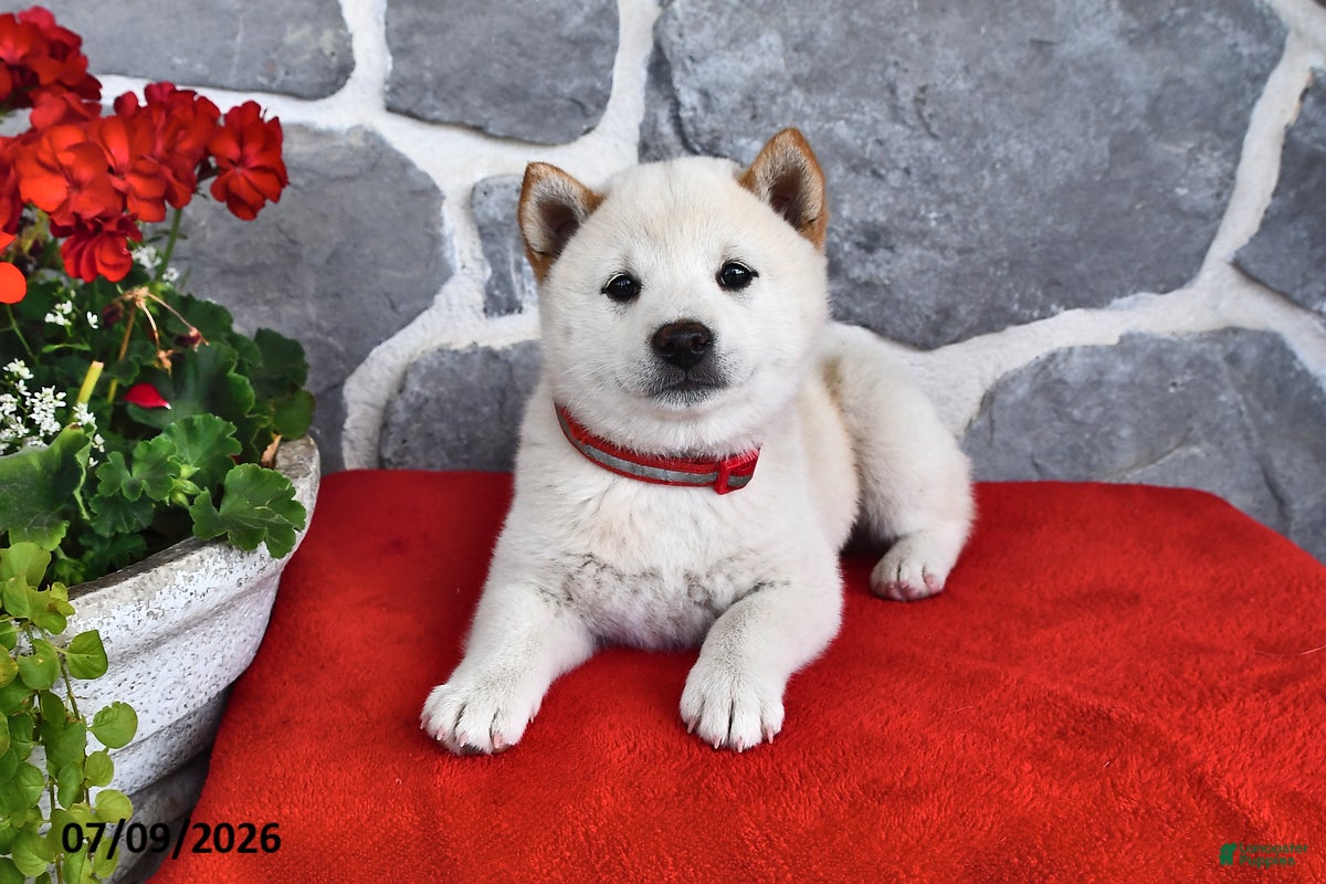 Shiba Inu dogs Moose - Ad 2