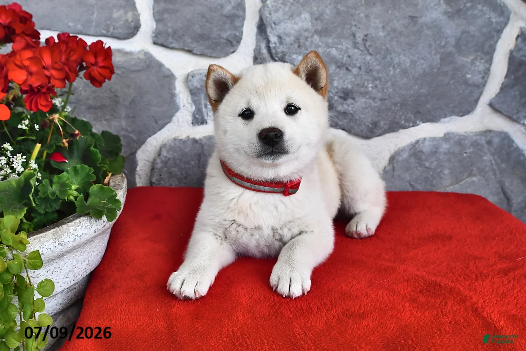 Shiba Inu dogs for sale: Moose - Ad 2