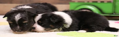 Gilly black-tri with tail