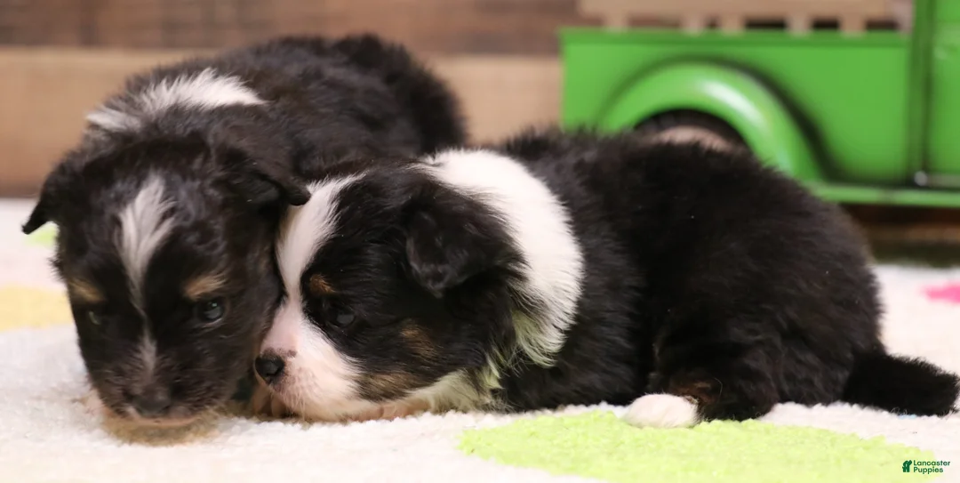 Toy Australian Shepherd dogs for sale: Gilly black-tri with tail - Ad 1