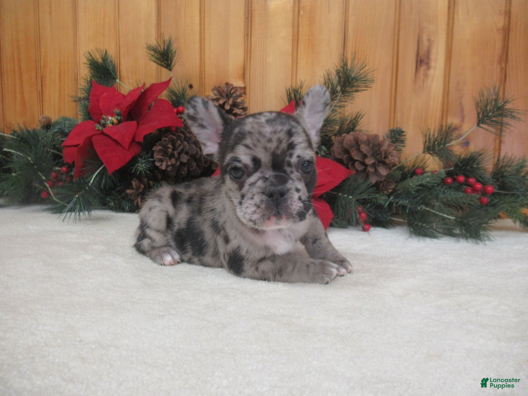 French Bulldog dogs for sale: AKC Delight - Ad 4