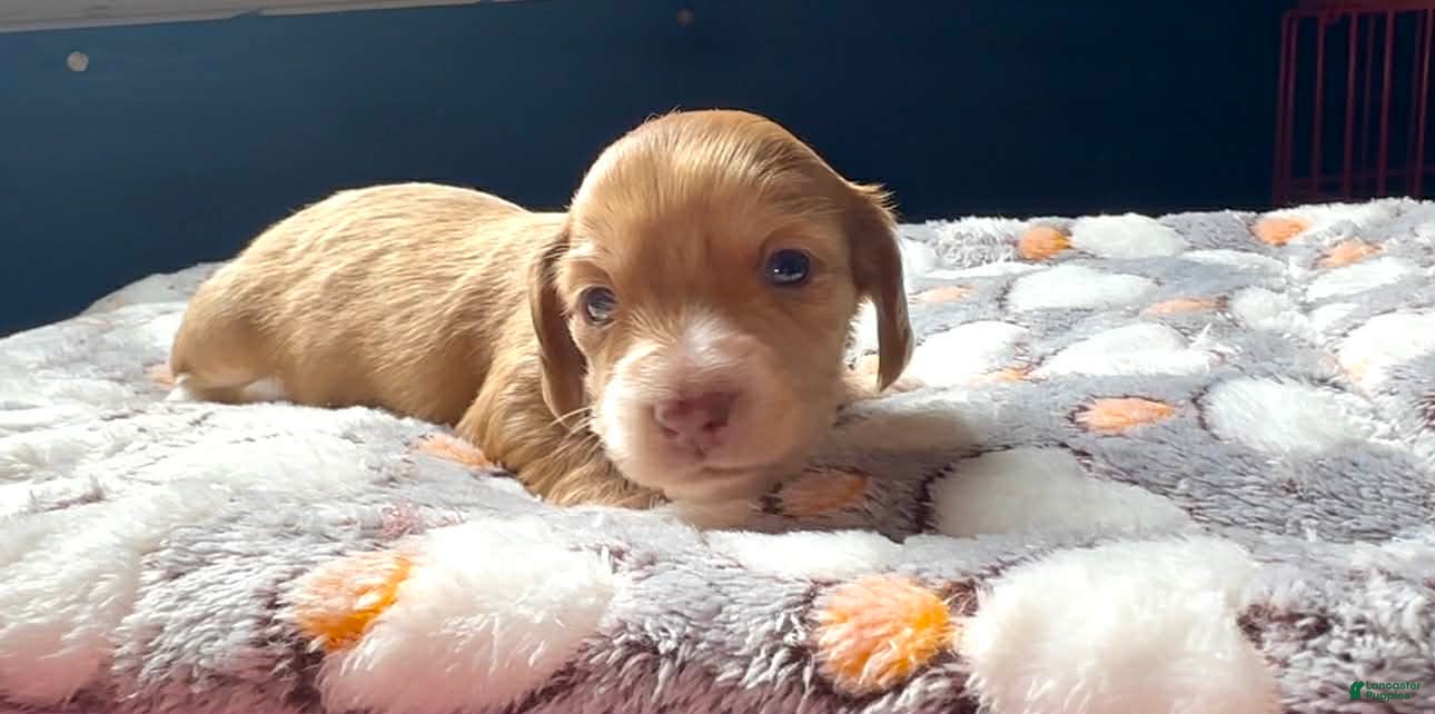 Miniature Dachshund dogs Miniature Dachshund Puppy 5 - Ad 2