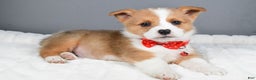 Welsh Corgi Pembroke dogs for sale: Bruno - Ad 1