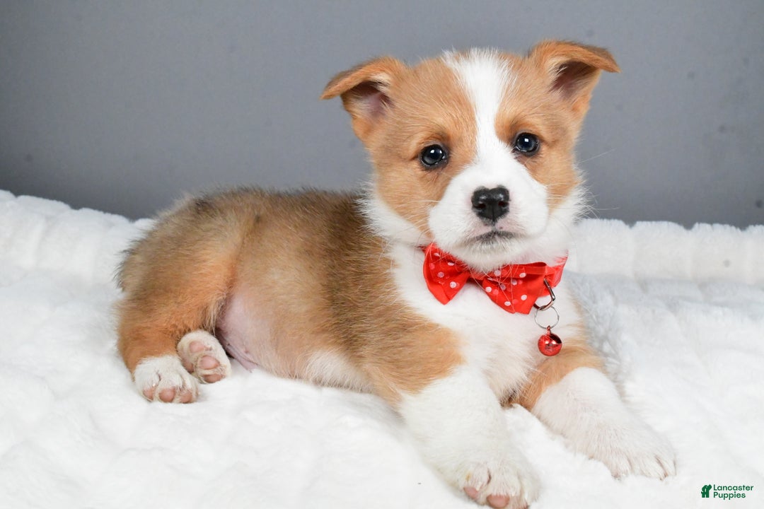 Welsh Corgi Pembroke dogs for sale: Bruno - Ad 1