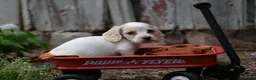 Miniature Dachshund dogs for sale: Miniature Dachshund 2 - Ad 12