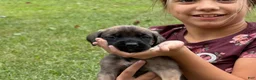 English Mastiff dogs for sale: Banshee  - Ad 6