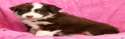 Miniature Australian Shepherd dogs for sale: Max - Ad 8