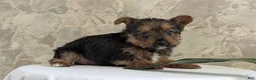 Yorkshire Terrier dogs for sale: Xena - Ad 3