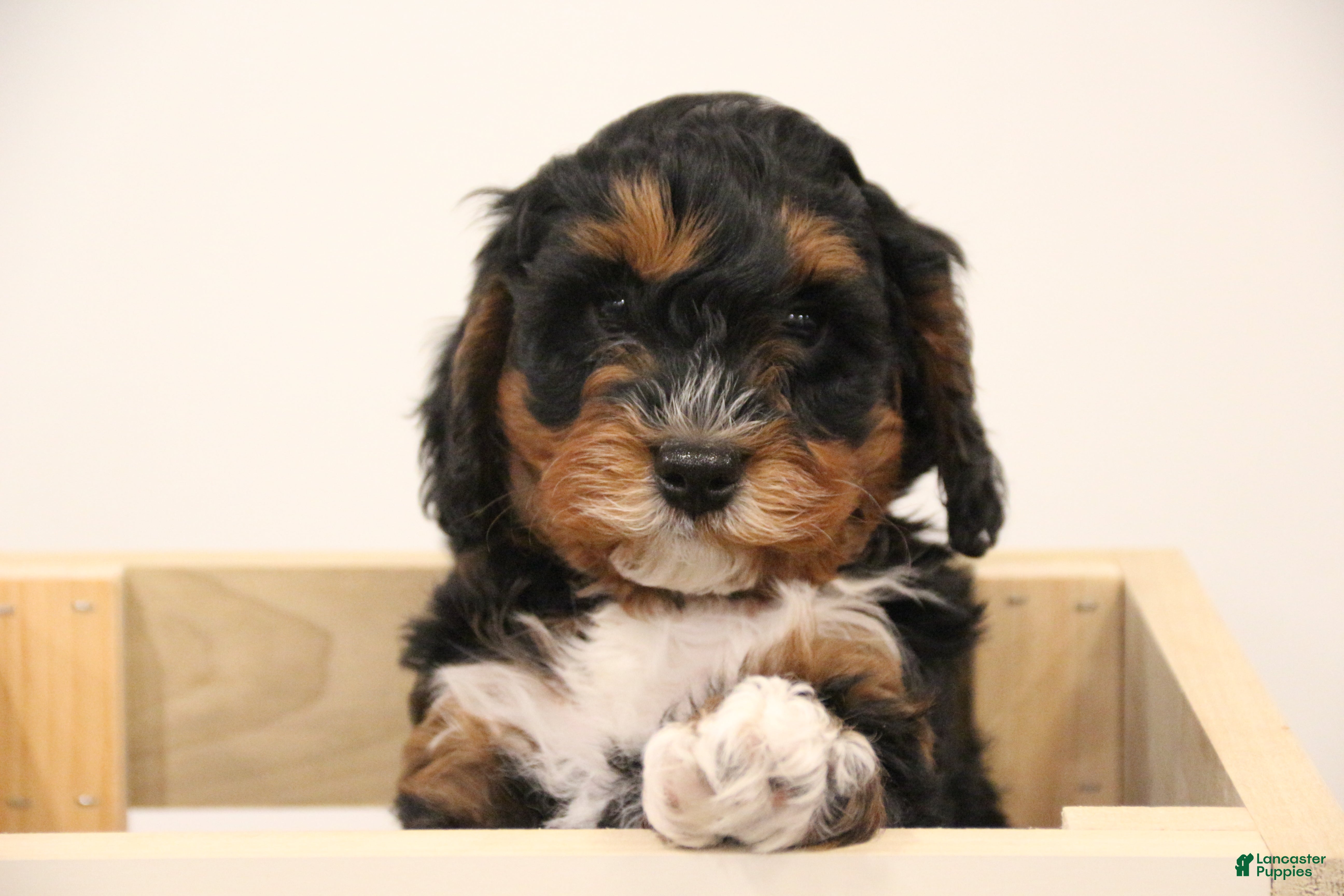Mini Bernedoodle dogs for sale: Chase - Ad 4