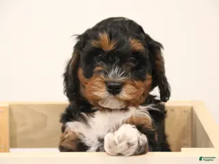 Mini Bernedoodle dogs for sale: Chase - Ad 4