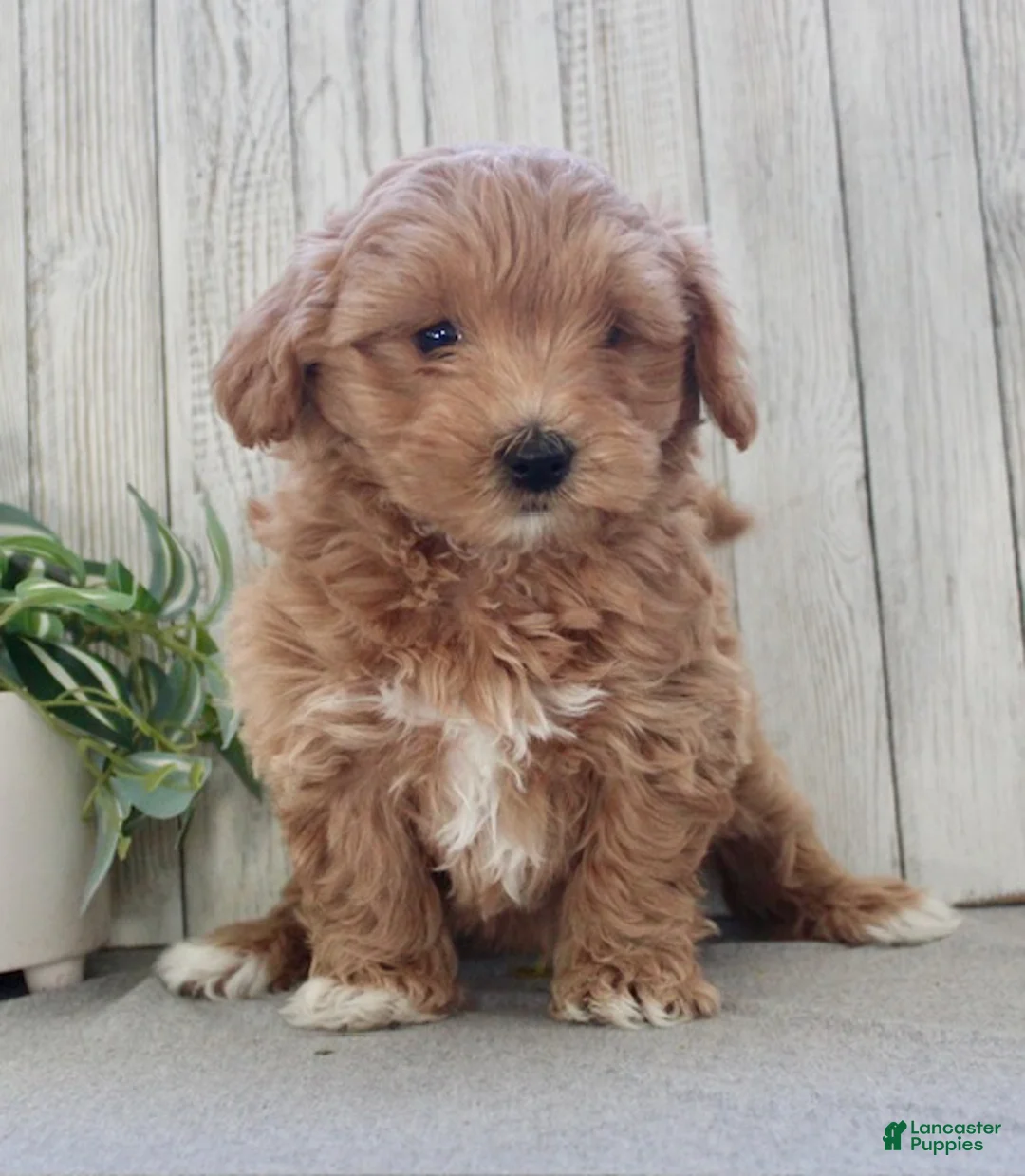 Maltipoo dogs for sale: Snickers - Ad 6