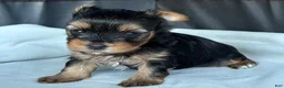 Yorkshire Terrier dogs for sale: Bella - Ad 7