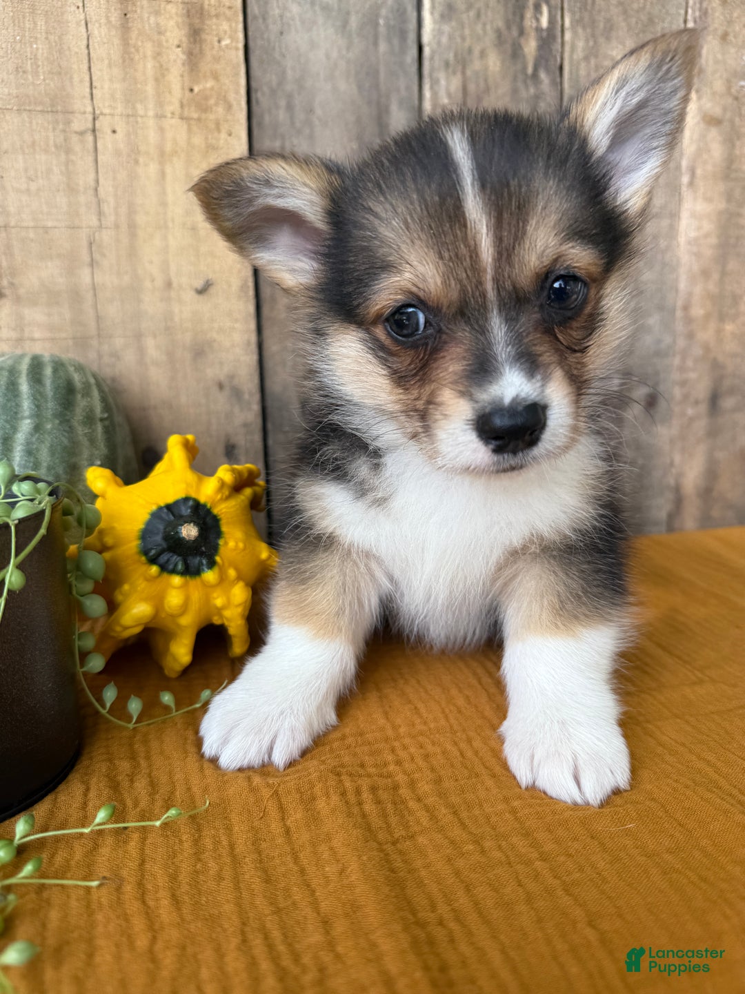 Welsh Corgi Pembroke dogs for sale: Jesse - Ad 4