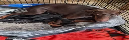 Doberman Pinscher dogs for sale: Doberman Pinscher 1 - Ad 5