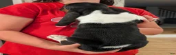 Basset Hound dogs for sale: Arrow - Ad 9