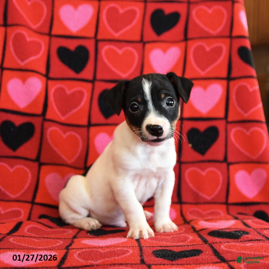 Jack Russell Terrier dogs Romeo - Ad 13