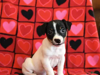 Jack Russell Terrier dogs Romeo - Ad 13