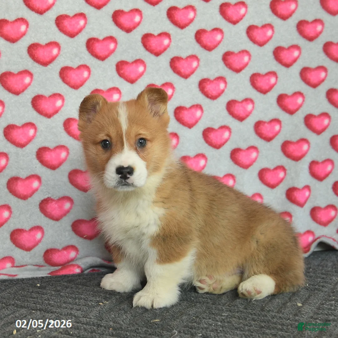 Welsh Corgi Pembroke dogs for sale: Prince   - Ad 1
