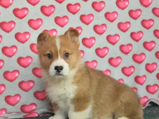 Welsh Corgi Pembroke dogs Prince - Ad 4