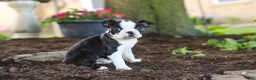 Boston Terrier dogs for sale: Maverick - Ad 4