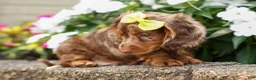 Miniature Dachshund dogs for sale: Ike💙 - Ad 15
