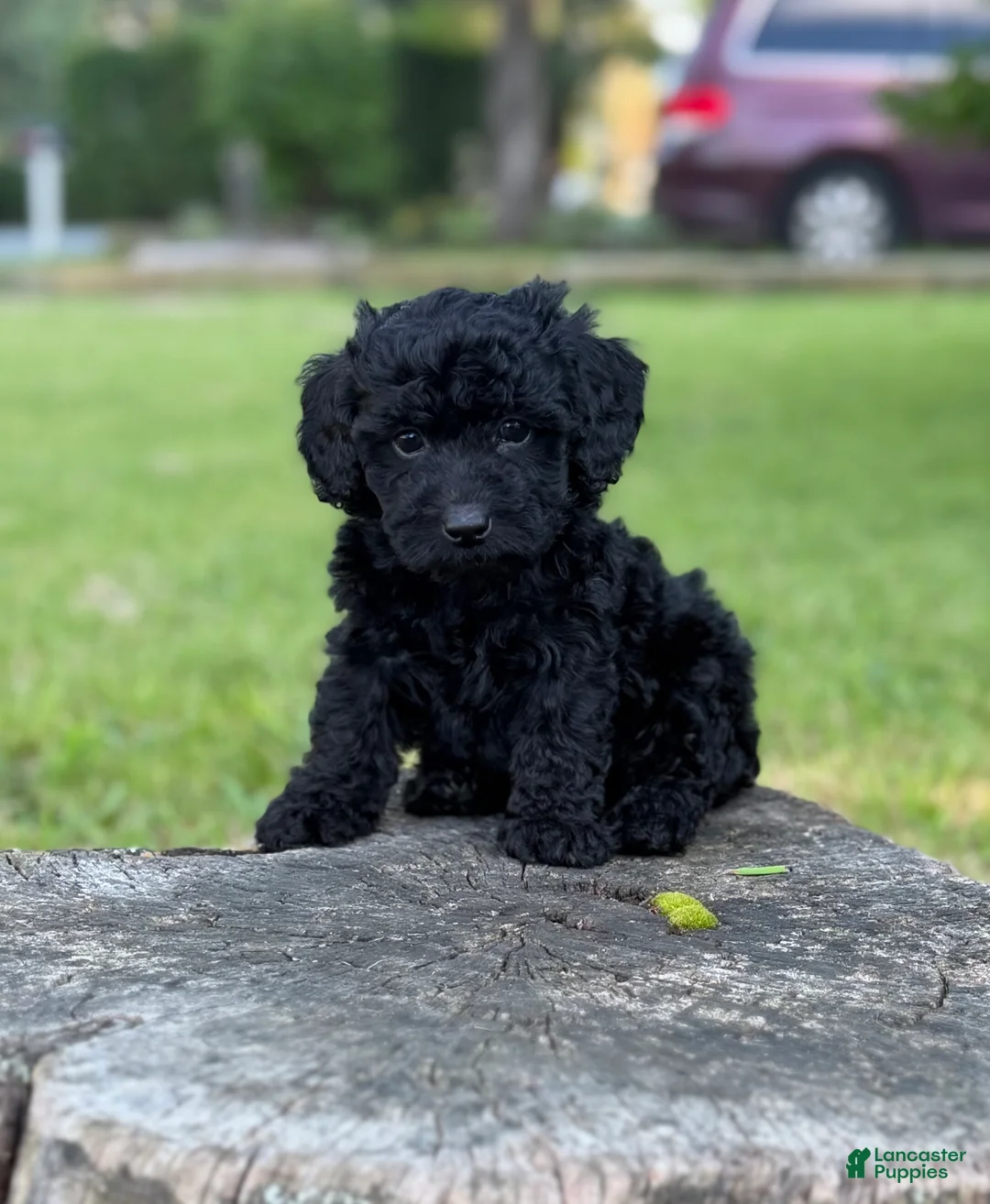 Cockapoo dogs for sale: Nora - Ad 1