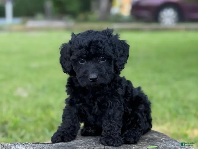 Cockapoo dogs for sale: Nora - Ad 2