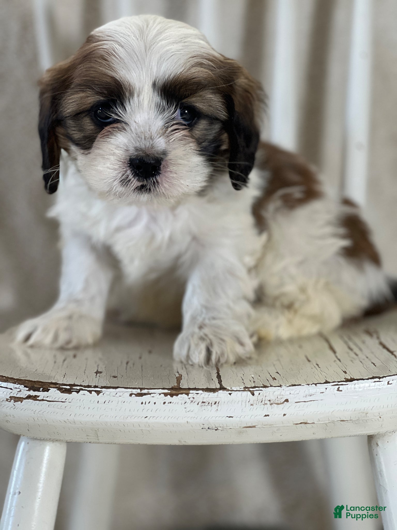 Mixed Breed dogs Willow - Ad 22