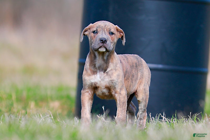 Mixed Breed dogs Junco - European Doberdane Blue Brindle! - Ad 2
