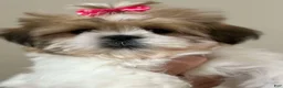 Shih Tzu dogs for sale: Jillian - Ad 2