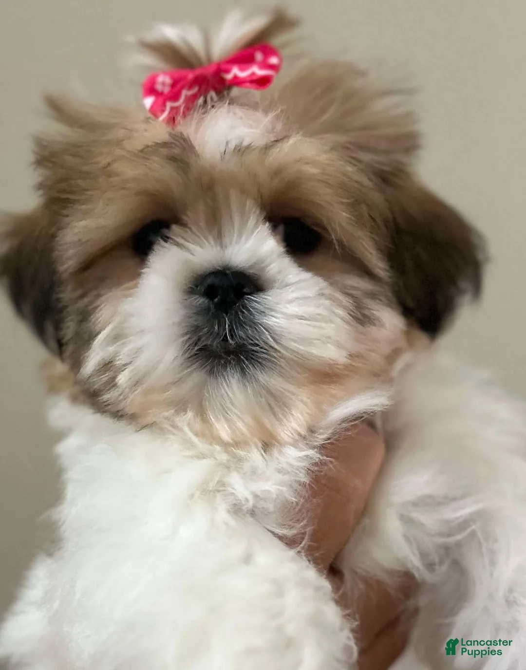 Shih Tzu dogs for sale: Jillian - Ad 2