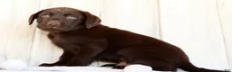 Labrador Retriever dogs for sale: Remy - Ad 5