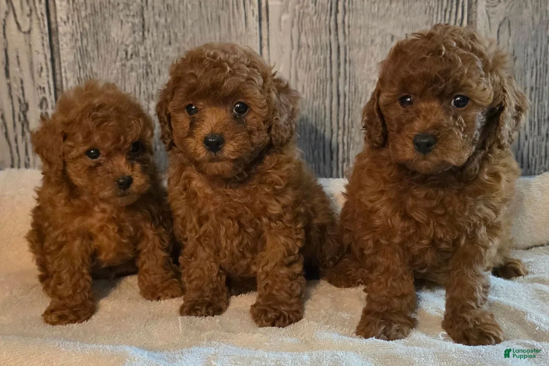 Toy Poodle dogs for sale: Ronald - Ad 4