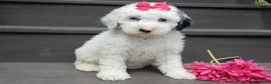 Roxy-MEDIUM