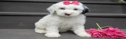 Sheepadoodle dogs for sale: Roxy-MEDIUM - Ad 1