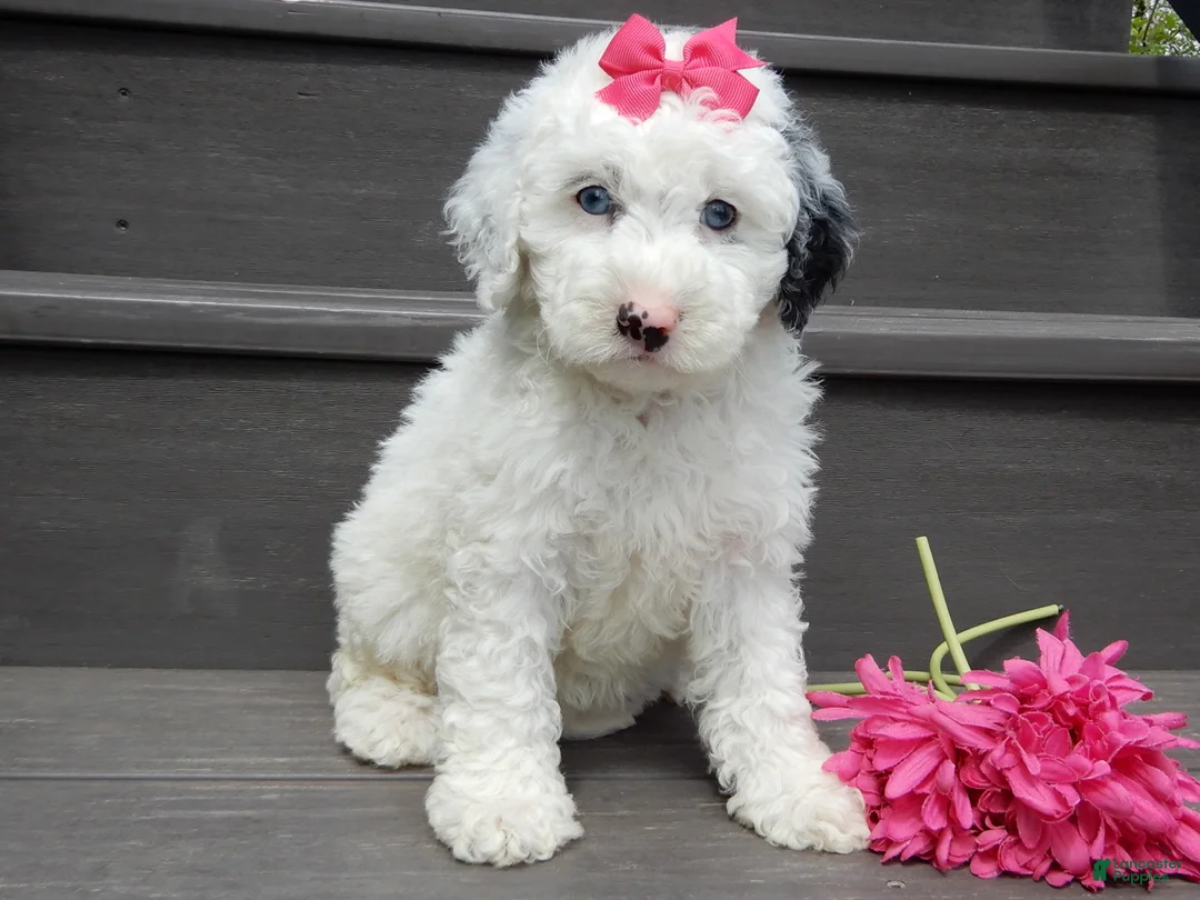 Sheepadoodle dogs for sale: Roxy-MEDIUM - Ad 1