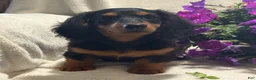 Miniature Dachshund dogs for sale: Pearl - Ad 3