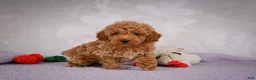 Miniature Poodle dogs for sale: Leo - Ad 6