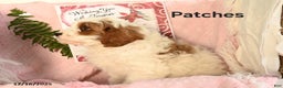 Cavapoo dogs for sale: Patches - Ad 3