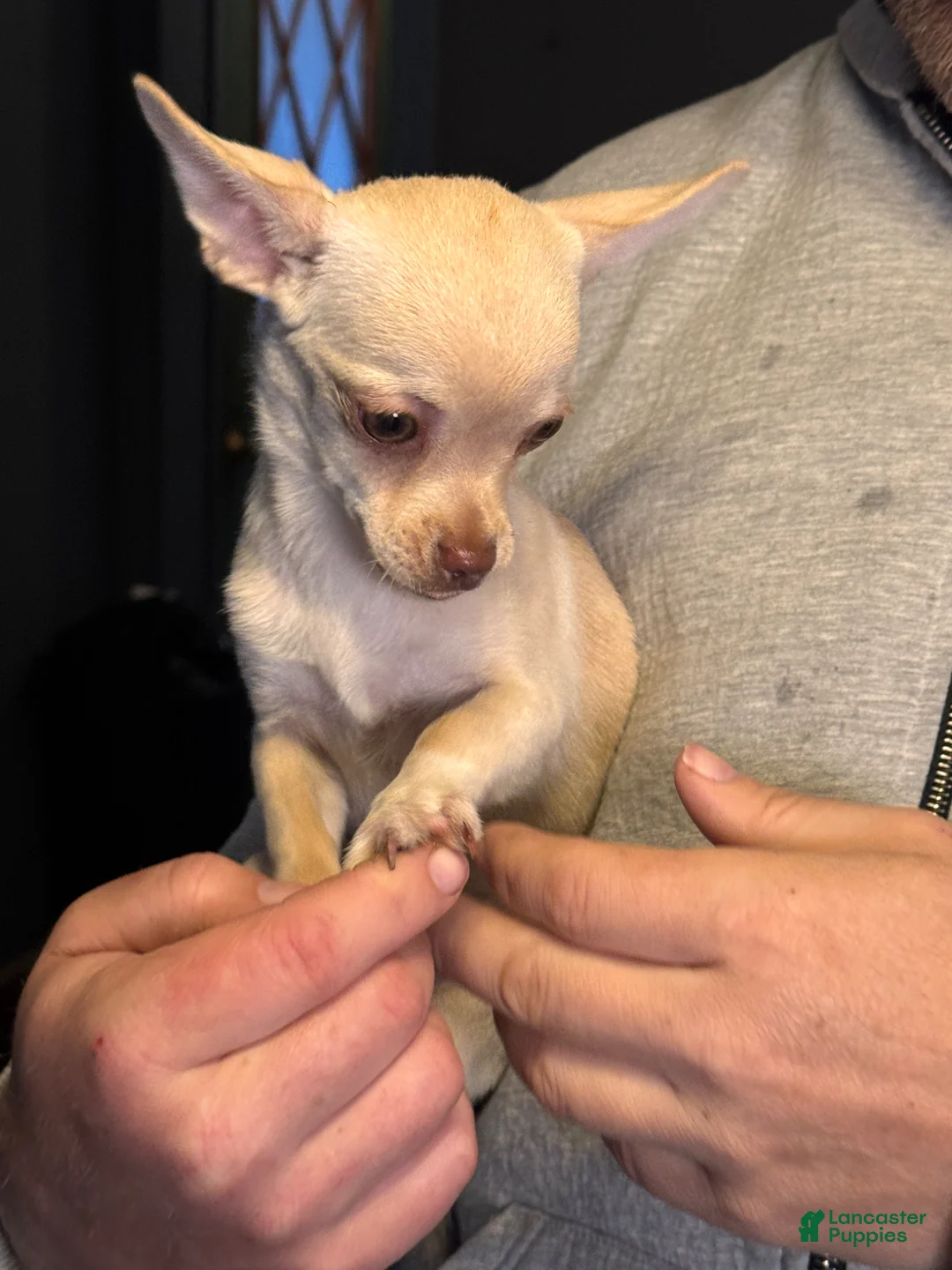 Chihuahua dogs for sale: Plush  - Ad 17