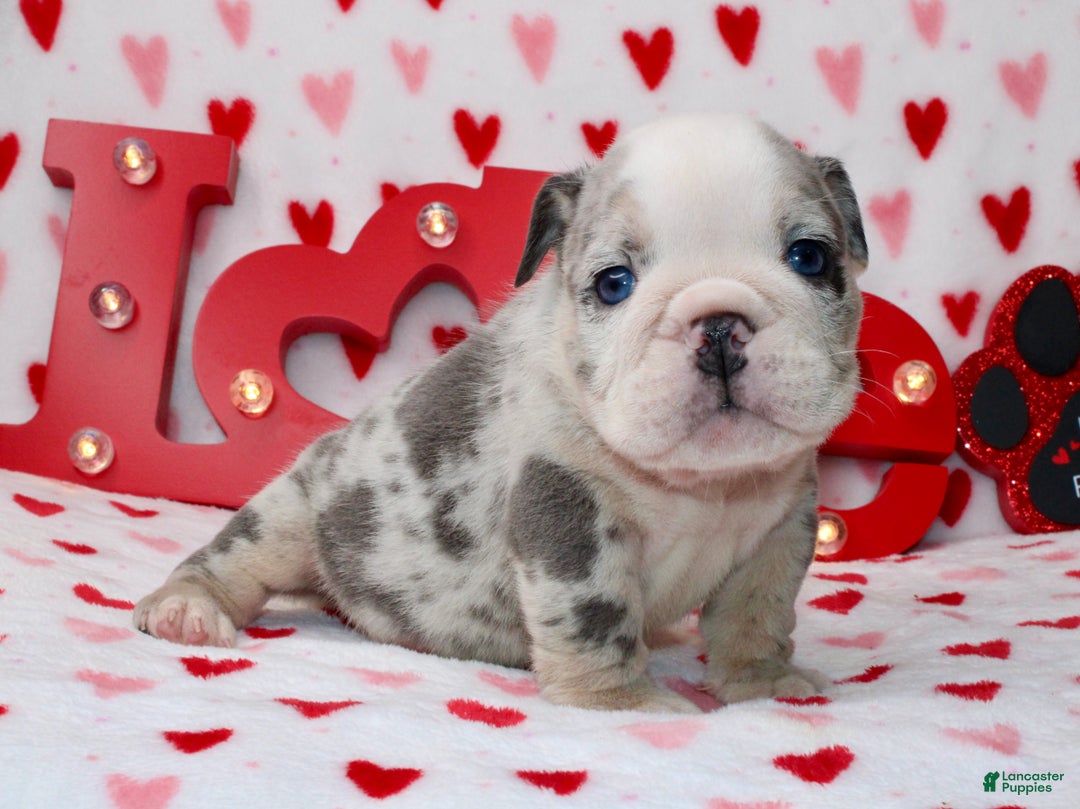 English Bulldog dogs for sale: Blu - Ad 5