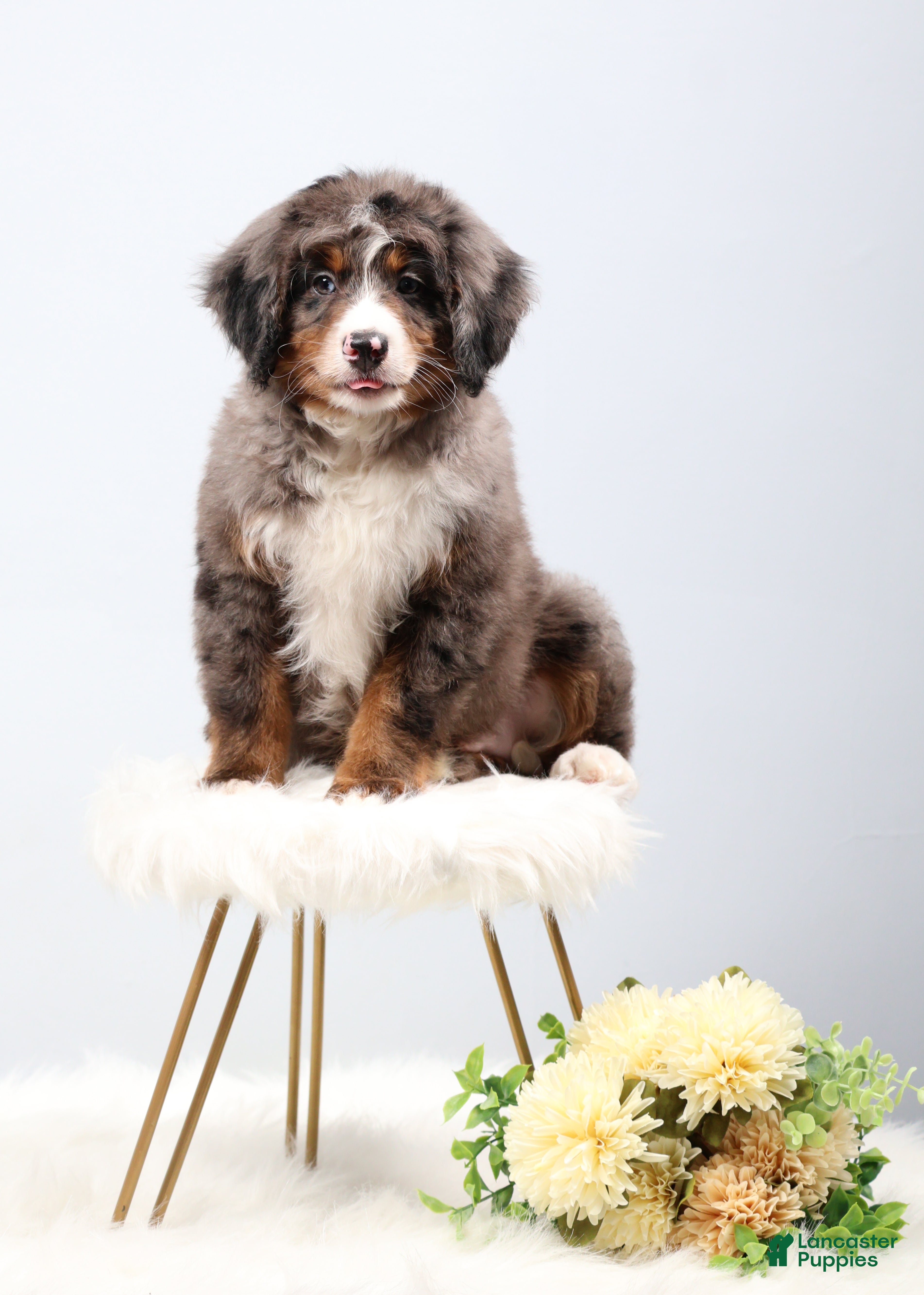 Mini Bernedoodle dogs Carter  - Ad 1