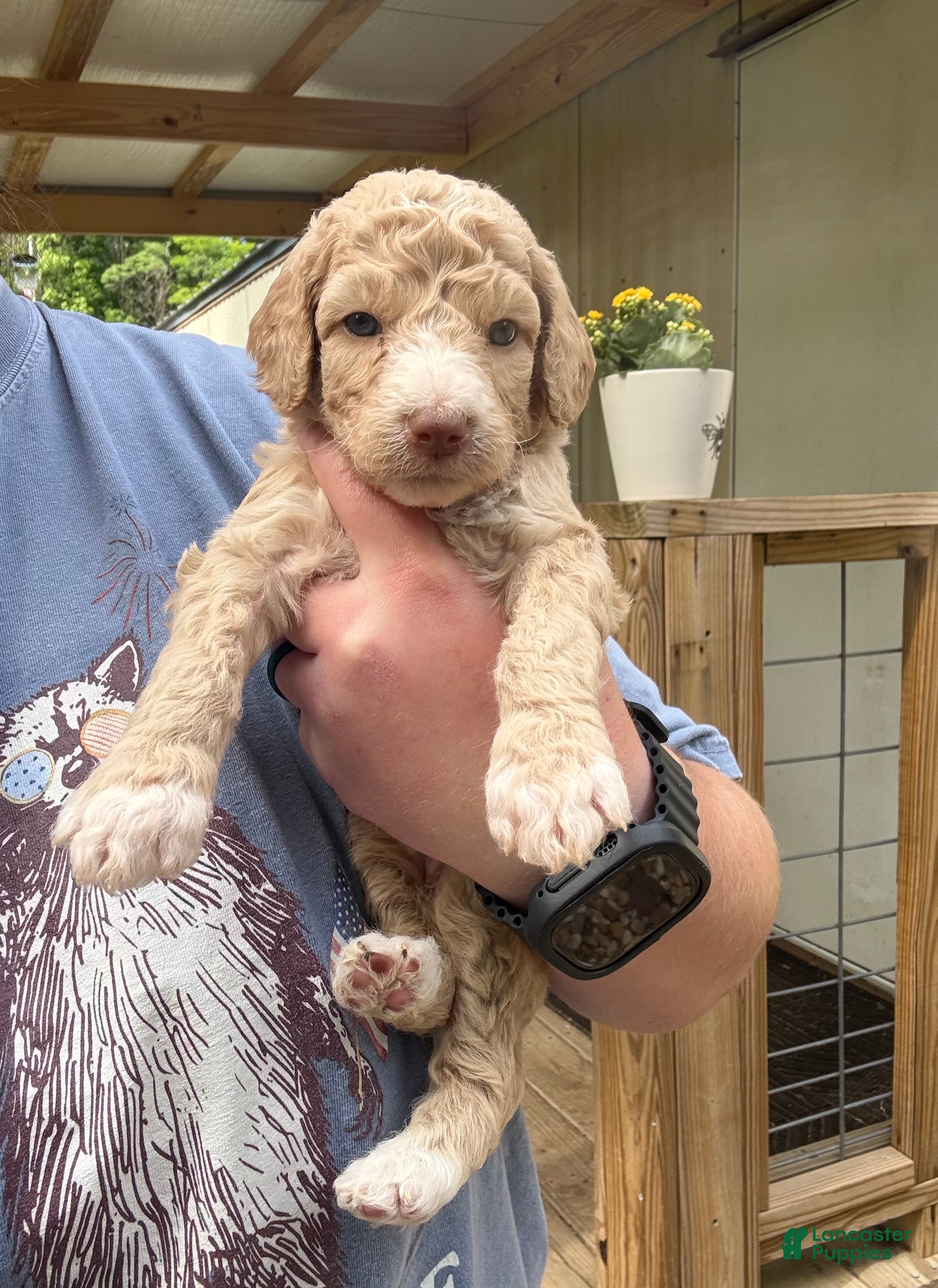 Standard Poodle dogs Standard Poodle Puppy 6 - Ad 24